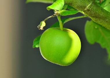 Green Apple on Branch