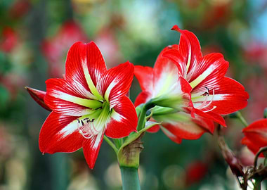 Striking Red and White Amaryllis Flowers