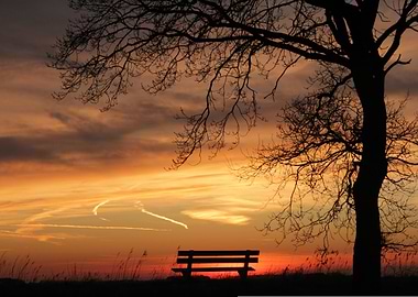 Bench under tree at sunset
