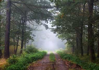 Misty Forest Path