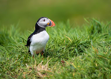 Puffin in Green Grass