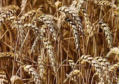 Golden Wheat Field Close-Up
