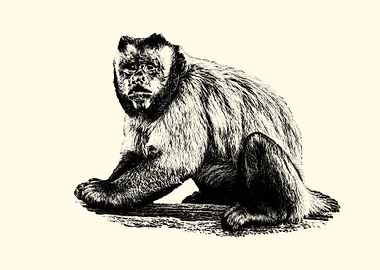 Monkey Illustration in Black and White