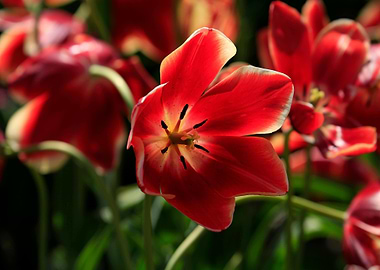 Red and White Tulip Close-Up