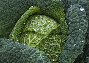 Savoy Cabbage with Water Droplets