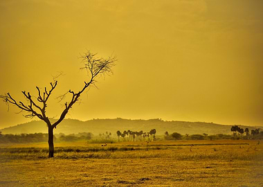 Golden Field with Bare Tree Silhouette