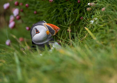 Puffin in Green Grass