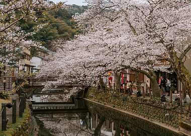 Japanese Canal with Cherry Blossoms