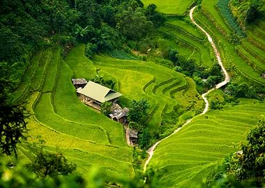 Lush Green Rice Terraces Landscape