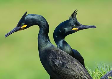 Two Cormorants Portrait