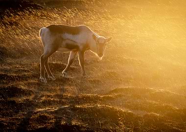 Reindeer in Golden Light