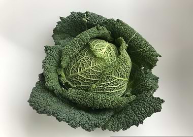 Savoy Cabbage on White Background