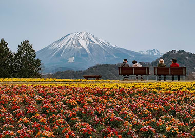 Mountain with Flower Fields
