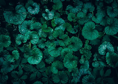 Lush Green Leaves Background