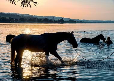 Horses in Water at Sunset