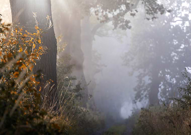 Misty Forest Path
