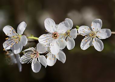 White Blossoms on a Branch