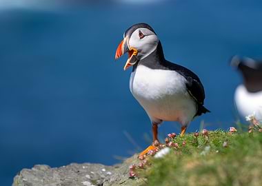 Atlantic Puffin on Cliffside