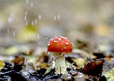 Red Mushroom in the Rain