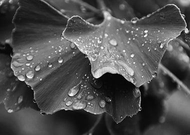 Ginkgo Leaves with Water Droplets