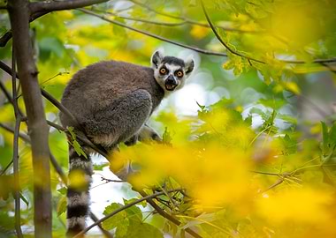 Ring-tailed Lemur in a Tree