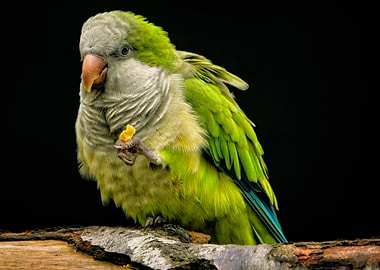 Green Parrot Eating on a Branch