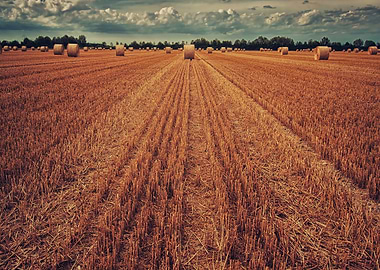 Golden Hay Bales in Field Landscape