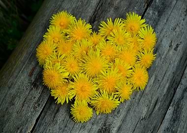Dandelion Heart on Wood