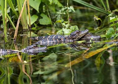 Baby Alligators in Swamp Water