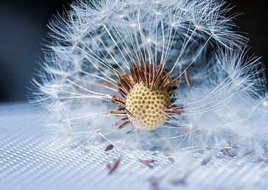 Dandelion Seed Head Macro