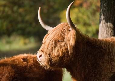 Highland Cattle Portrait in Natural Setting