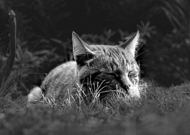Sleeping Cat in Black and White