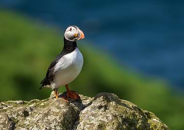 Atlantic Puffin Portrait on Rocky Outcrop