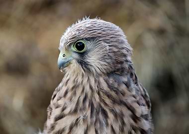Kestrel Portrait