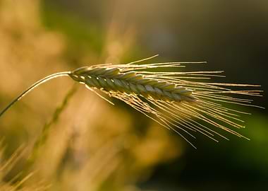 Wheat stalk in golden light