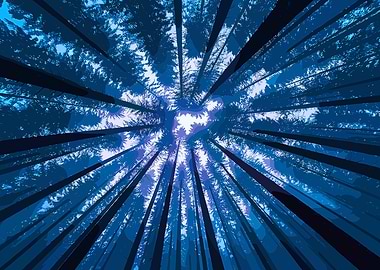 Blue Forest Canopy View