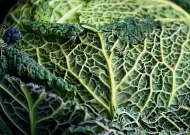 Close-up of a Savoy Cabbage