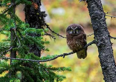 Small Owl Perched on Branch