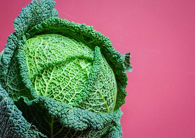 Savoy Cabbage on Pink Background