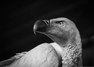 Black and White Vulture Portrait