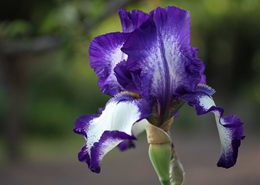Purple and White Iris Flower