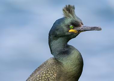 European Shag Portrait