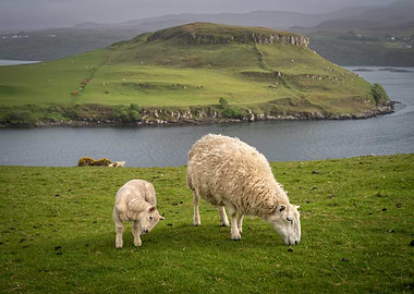 Sheep and Lamb in Green Pasture