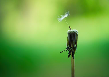 Dandelion Seed Head with Single Seed
