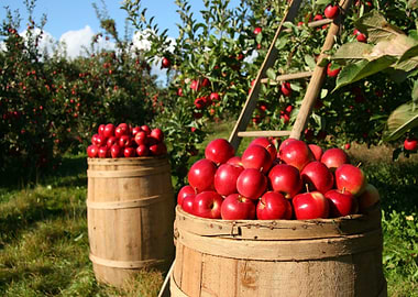Apple Harvest in Wooden Barrels