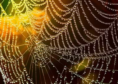 Spiderweb with Dew Drops