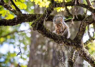 Squirrel eating on a mossy branch