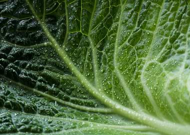 Close-up of a Wet Green Leaf