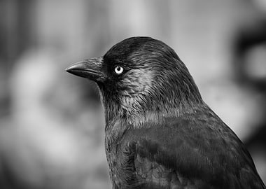 Black and White Bird Portrait