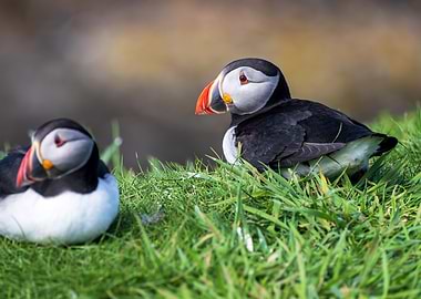 Two Puffins Resting on Green Grass